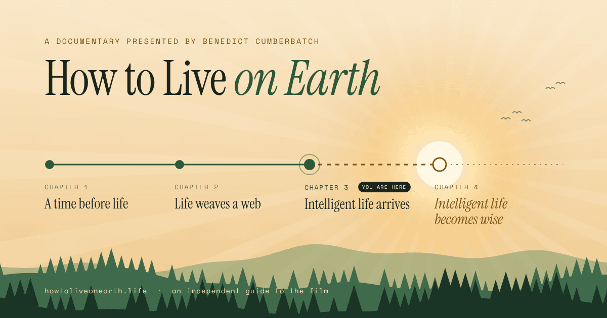 How to Live on Earth: the film’s four chapters along a sunrise over a forest